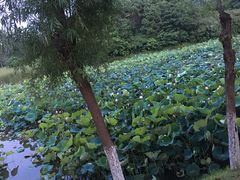 -艾溪湖湿地公园
