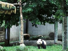 -卧龙中华大熊猫苑神树坪基地