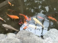 -顺峰·粤菜海鲜·早茶自助(阜成店)