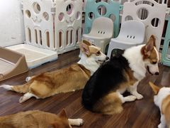 -柯斗斗主题餐厅·狗咖·围炉煮茶·茶饮(国瑞升平里店)