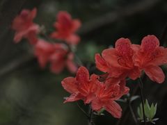 -十里琅珰