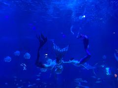 -烟台海昌鲸鲨海洋公园