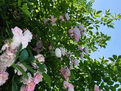 -杭州观成实验学校