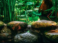 -陈家山荷花公园