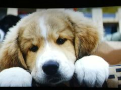 -武汉华夏国际影城(鲁广店)