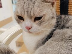 -猫域·湾主题猫咖·宠物吧(南坪城市广场店)