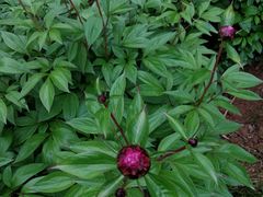 -合肥三国新城遗址公园