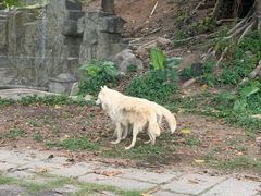 -深圳野生动物园