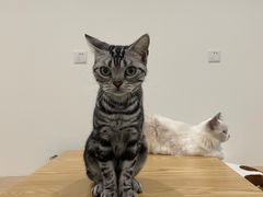 -有喵·猫咖·狗咖·30几只猫10只小狗(岗厦店)