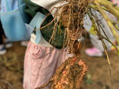 -MUFFY'S博识梦飞幼儿园(万柳园)