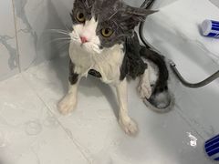 -艾吉宠物医院·疑难杂症转诊中心·猫友好(碧江路院)