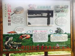 -北海金海湾红树林生态旅游区