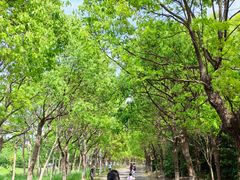 -上海海湾国家森林公园