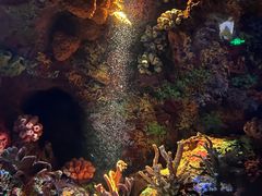 -上海海洋水族馆