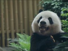 -海南热带野生动植物园