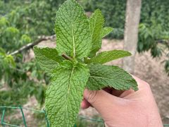 -南汇新场正宗水蜜桃采摘