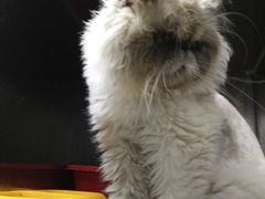 -安安宠医宠物医院·异宠·犬猫内科(岳阳分院)
