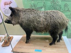 -国家自然博物馆