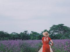 -会仙湿地