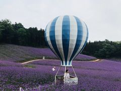 -大塘金香草谷