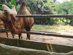 -海南热带野生动植物园