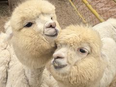 -蒙亨·手把肉·蒙古包文化主题餐厅(天恒广场店)