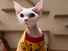 -猫腻·猫咖·撸猫馆(星光大道店)
