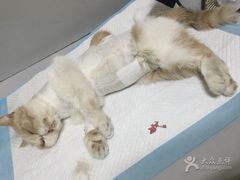 -纳吉亚猫专科动物医院博雅分院