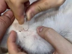 -瑞派动物医院·绝育·犬猫全科·预防医学(光景江南中店)