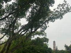 -江心屿景区