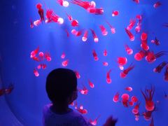 -芜湖新华联大白鲸海洋公园