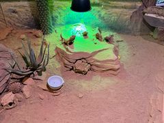-正佳雨林生态植物园