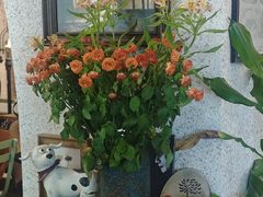 -绿房子方寸咖啡(星海名城店)