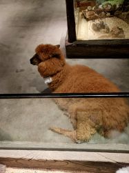 -造物庄园 萌宠纪(苏州湾歌林公园店)