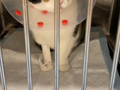 -萌兽医馆·犬猫专科·眼科中心·宠物医院(朝阳门分院)