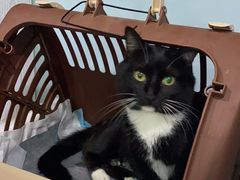 -纳吉亚猫专科动物医院·北北分院