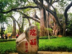 -瑞丽独树成林风景区