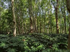 -上海共青森林公园