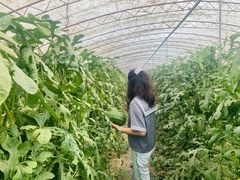 -庞各庄西瓜蔬菜采摘园·锦华瓜园