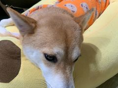 -逗柴咖啡屋·狗咖猫咖宠物桌游
