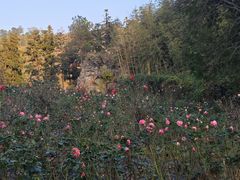 -黄陂区野村谷景区