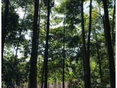 -广州市帽峰山景区