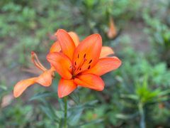 -杭州湾海上花田景区