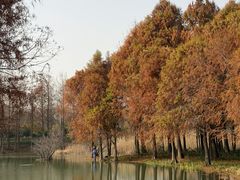 -贡湖湾湿地公园