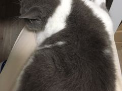 -瑞派旺宝宠物医院·犬猫全科综合·尿道专科(莲兴院)