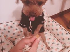 -瑞派福兴宠物医院犬猫全科·骨科·中西医结合(河东店)