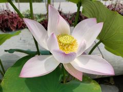 -莲花池公园
