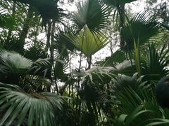 -铁山坪森林公园