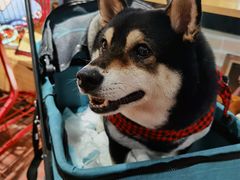 -柴犬高等学院·狗咖·柴犬售卖·宠物训练