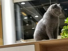 -藏猫猫咖啡主题馆(中央大道店)